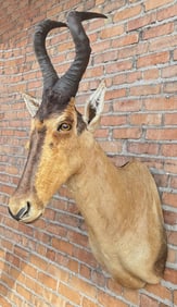 Shoulder Mount Taxidermy African Red Hartebeest