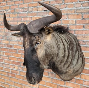 Shoulder Mount Taxidermy African Blue Wildebeest