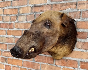 Shoulder Mount Taxidermy African Warthog