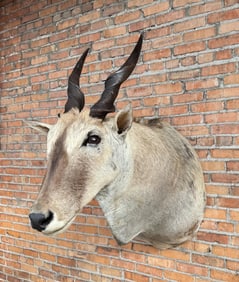 Shoulder Mount Taxidermy African Eland