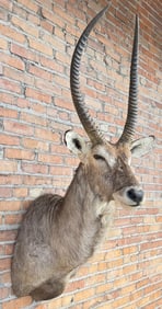 Shoulder Mount Taxidermy African Waterbuck