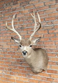 Montana Taxidermy Mule Deer Mount