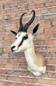 Shoulder Mount Taxidermy African Springbok