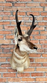 Wyoming Taxidermy Pronghorn Antelope Mount