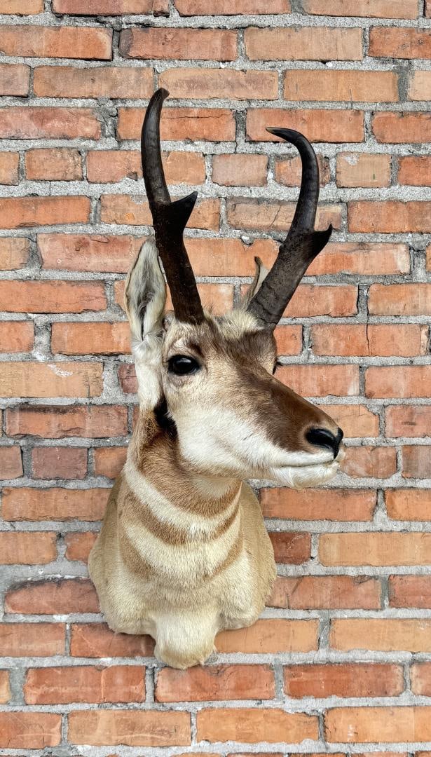 Wyoming Taxidermy Pronghorn Antelope Mount (1 of 6)