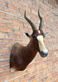 Shoulder Mount Taxidermy African Blesbok