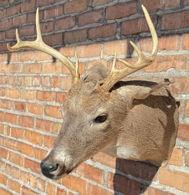 Montana Taxidermy Whitetail Deer Mount