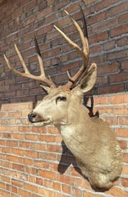 Montana Taxidermy Mule Deer Mount