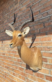 Shoulder Mount Taxidermy African Impala
