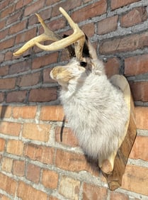 Mythical Montana Jackalope Taxidermy Mount