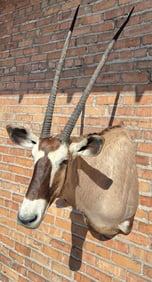 Shoulder Mount Taxidermy African Gemsbok