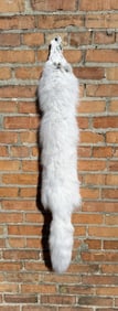 Beautiful Arctic Fox Fur Pelt Taxidermy