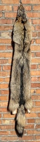 Montana Taxidermy Coyote Pelt Hide