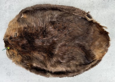 Montana Taxidermy Beaver Hide Pelt