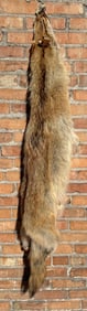 Montana Taxidermy Coyote Pelt Hide