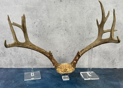 Non Typical Taxidermy Mule Deer Horns