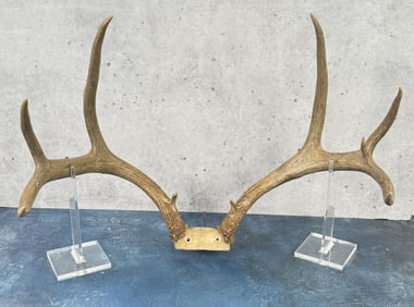 Taxidermy Mule Deer Horns