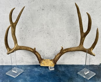 Taxidermy Mule Deer Horns