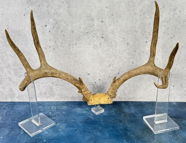 Taxidermy Mule Deer Horns