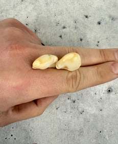 Montana Bull Elk Teeth