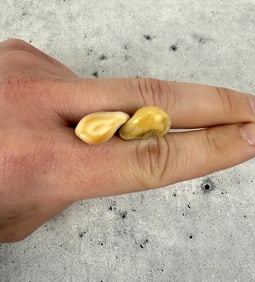 Montana Bull Elk Teeth