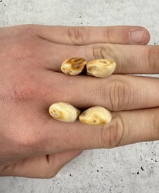 Montana Bull Elk Teeth