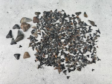 Collection of Fossil Shark Teeth