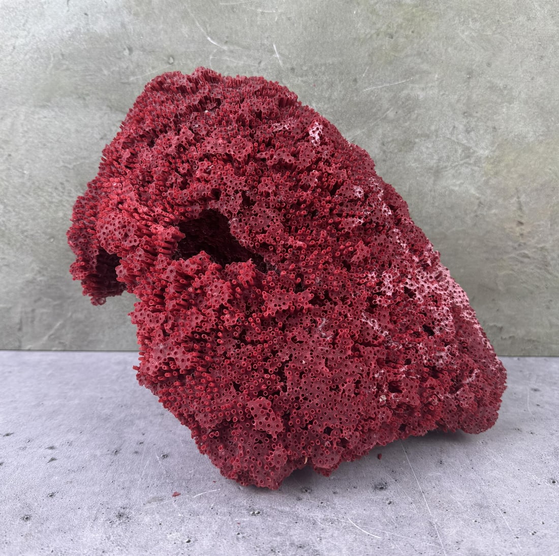 Red Pipe Organ Coral: 11 1/2" by 7 1/2" by 4 1/2".