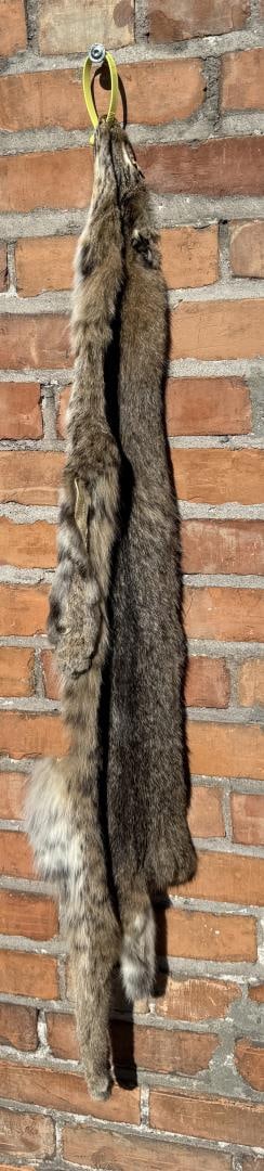 Missouri Bobcat Taxidermy Tanned Pelt Fur (1 of 4)