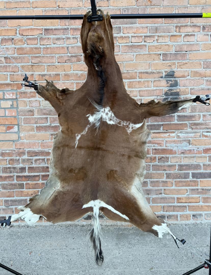 Taxidermy Tanned Pony Horse Hide (1 of 5)