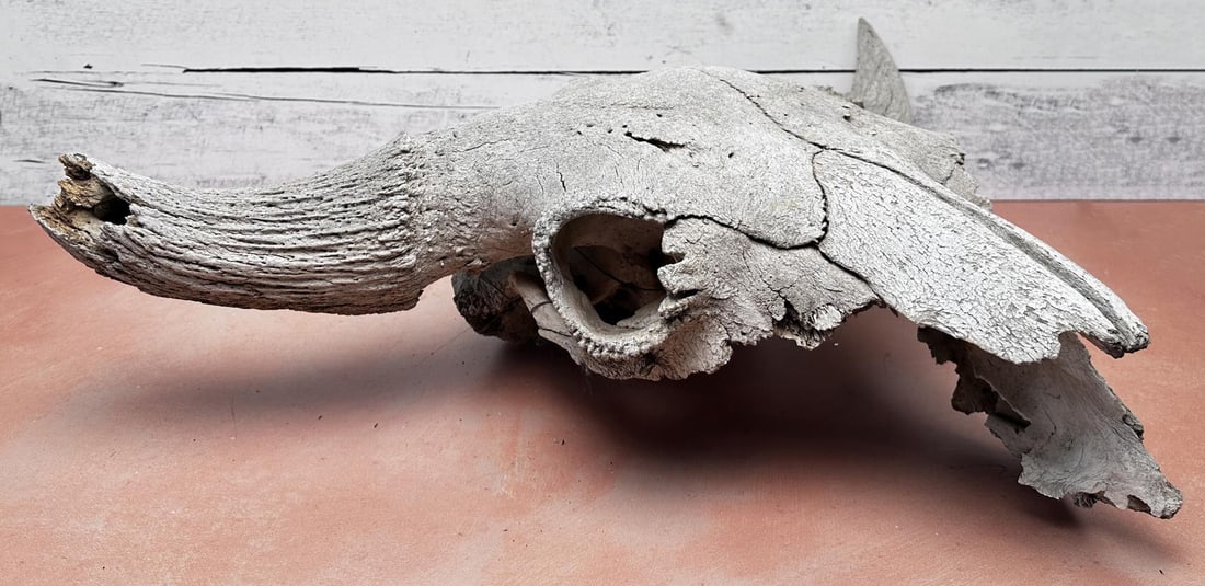 Montana River Found Ancient Buffalo Skull (1 of 6)