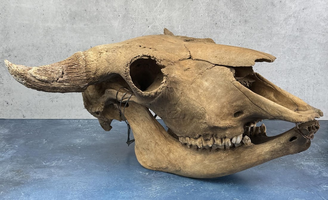 Montana River Found Ancient Buffalo Skull (1 of 6)