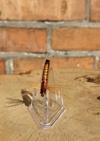 Missoula Montana Bunyan Bug Fishing Fly Means