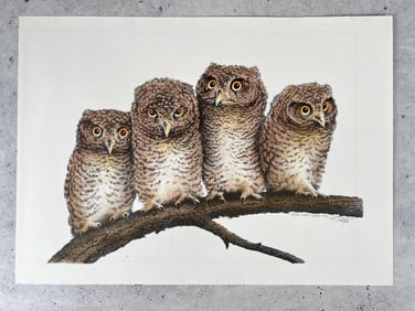 Roy Thompson Young Screech Owls Print