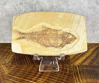 Knightia Alta Green River Formation Fish Fossil