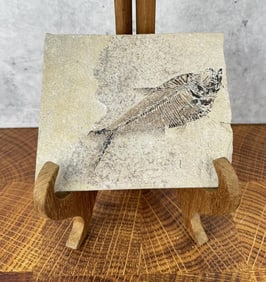 Diplomystus dentatus Green River Fish Fossil