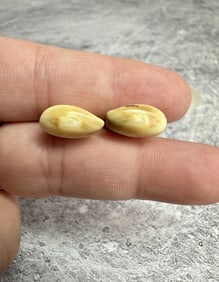 Montana Bull Elk Teeth