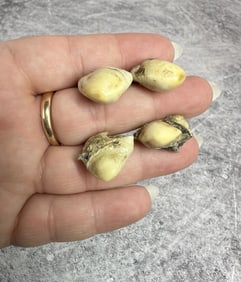 Montana Bull Elk Teeth