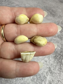 Montana Bull Elk Teeth