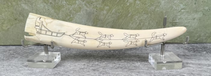 Alaskan Inuit Eskimo Scrimshaw Walrus Tusk