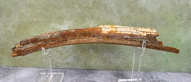 Ancient Fossil Wooly Mammoth Tusk