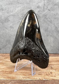 Polished Megalodon Fossil Shark Tooth