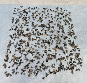 Large Collection of Fossil Shark Teeth