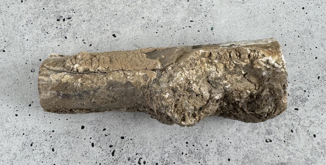 Blue Forest Wyoming Petrified Wood Limb Specimen: 5 1/4" long by 2" in diameter. Provenance: From the estate of Moosehead Gallery rock shop in Hamilton, Montana.