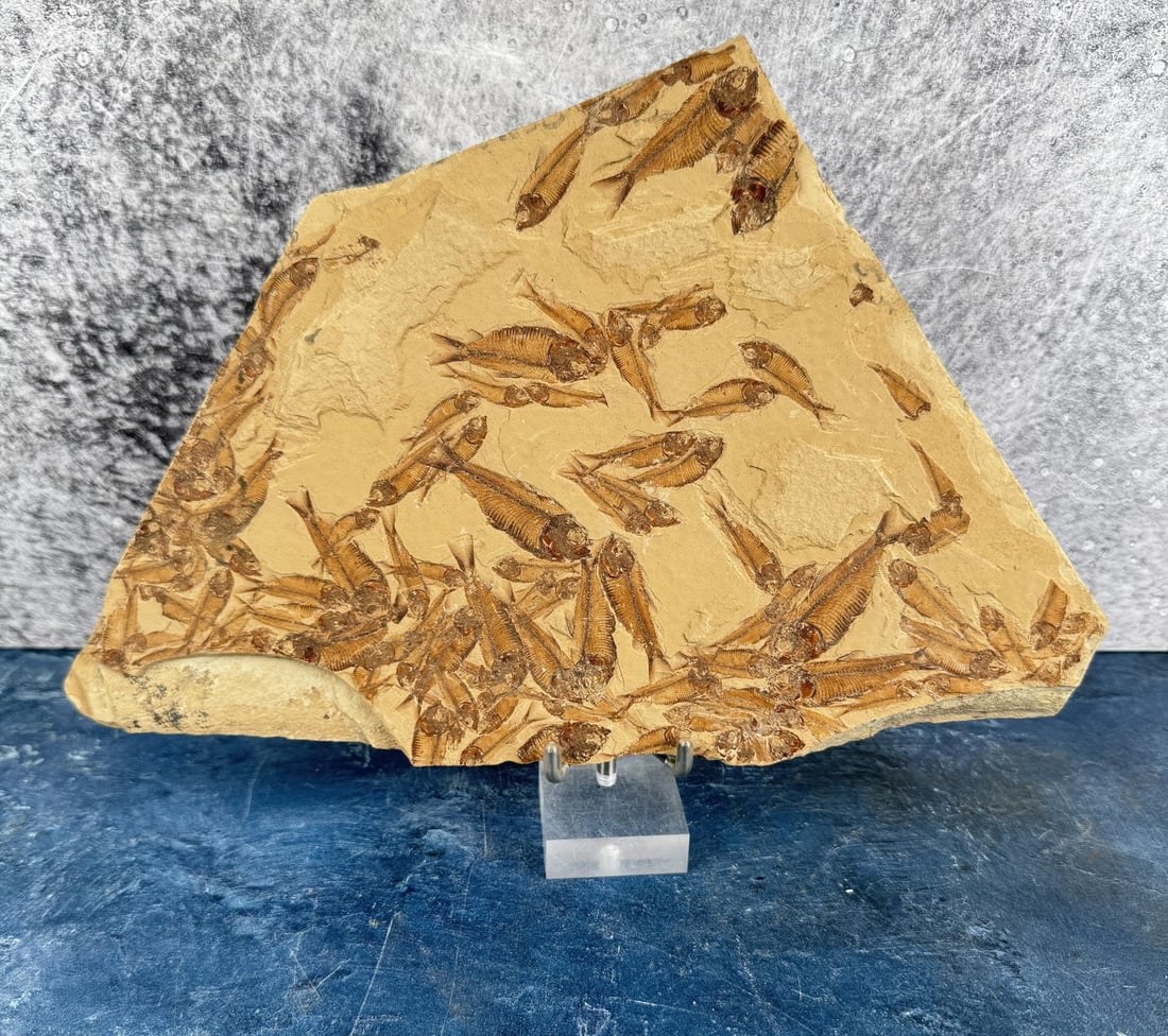 Green River Formation Fish Fossil Death Plate (1 of 3)