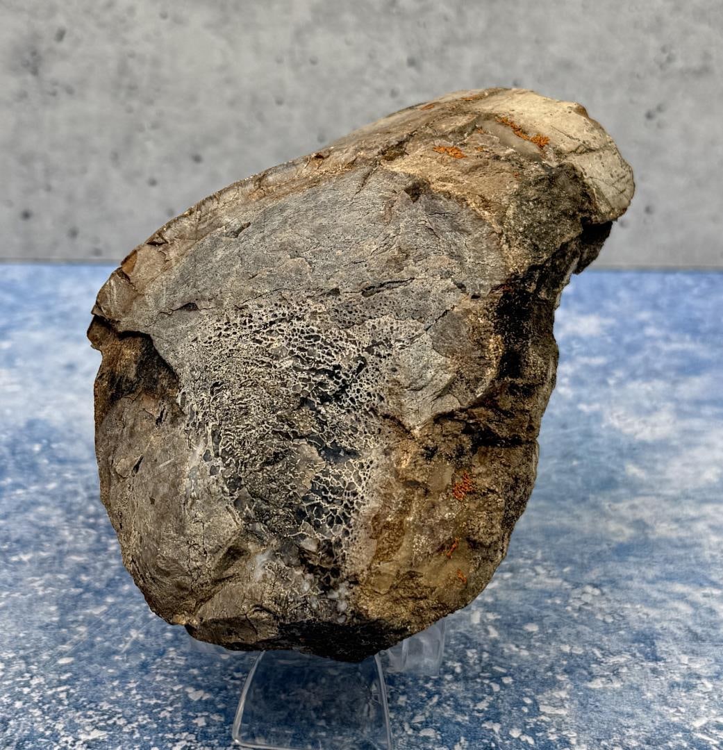 Fossilized Dinosaur Bone Specimen: 4 3/4" by 3 1/4" by 1 3/4". 642 grams. Provenance: From the estate of Moosehead Gallery rock shop in Hamilton, Montana.