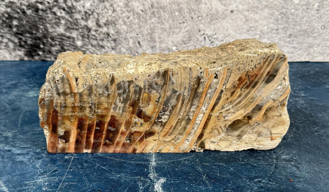 Petrified Mammoth Molar Fossil Specimen (1 of 3)