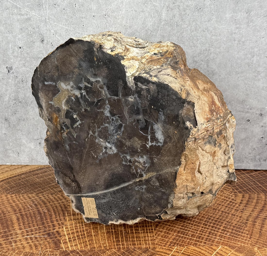 Large Agatized Petrified Wood Lapidary Material: 7 3/4" by 7 3/4" by 4 1/2". 7300 grams. Provenance: From the estate of Moosehead Gallery rock shop in Hamilton, Montana.