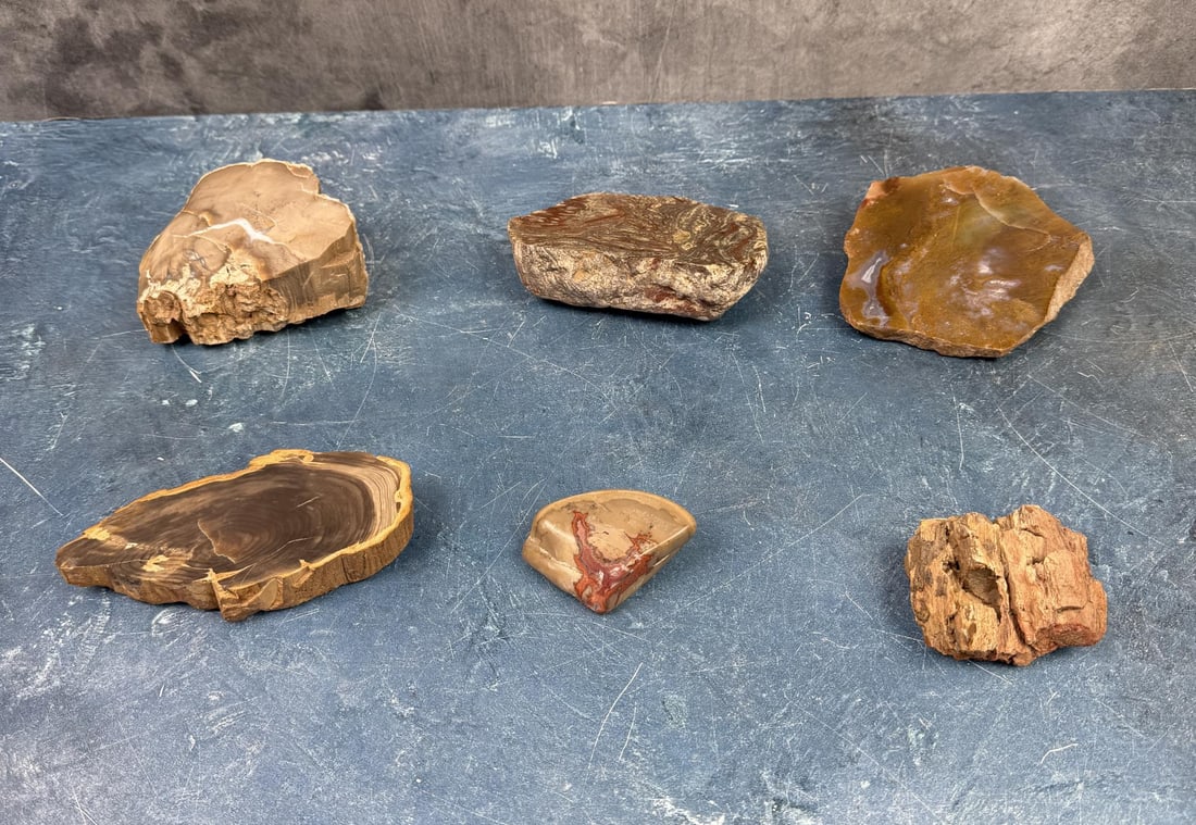 Group Of Petrified Wood Lapidary Material: 1404 grams total weight. Provenance: From the estate of Moosehead Gallery rock shop in Hamilton, Montana.