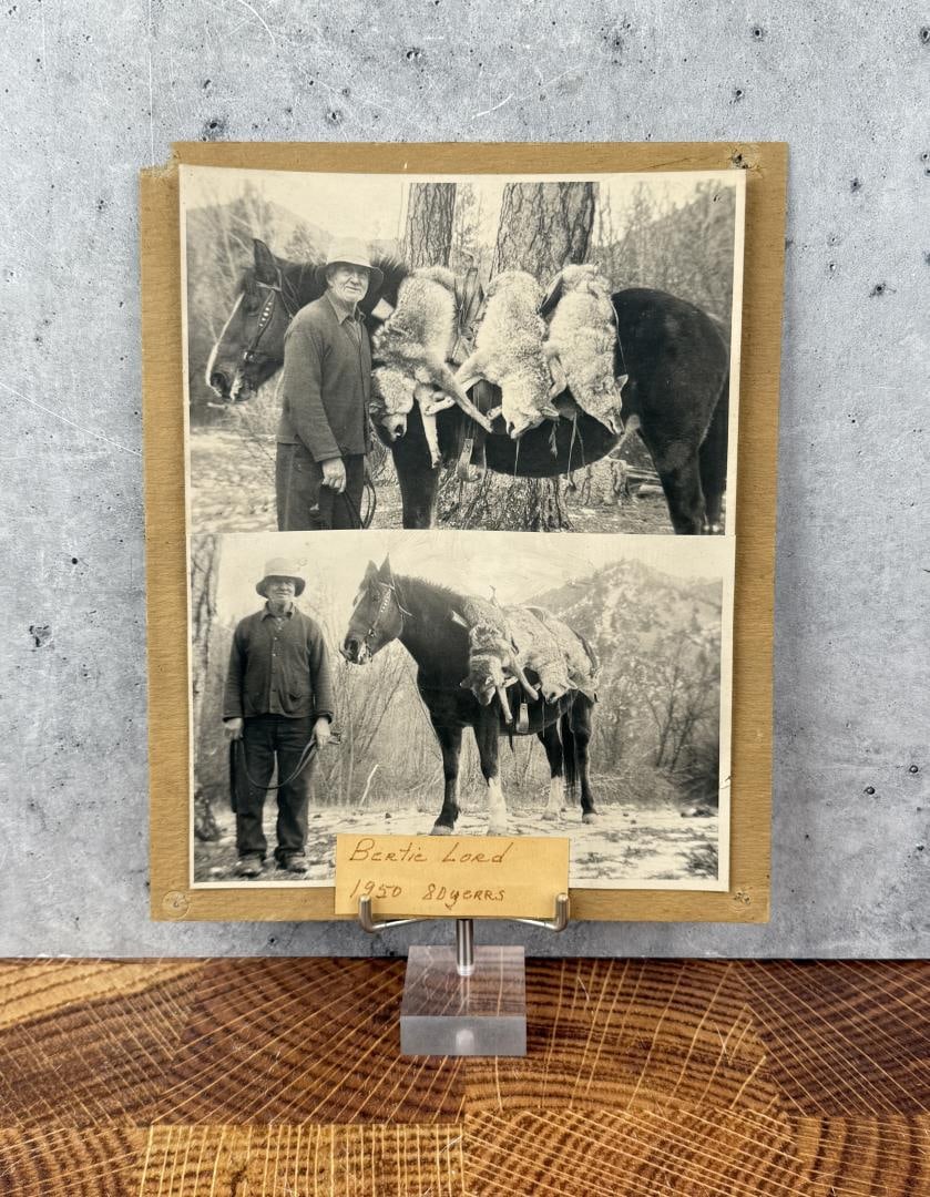 Herbert Lord Darby Montana Coyote Hunting Photo (1 of 3)